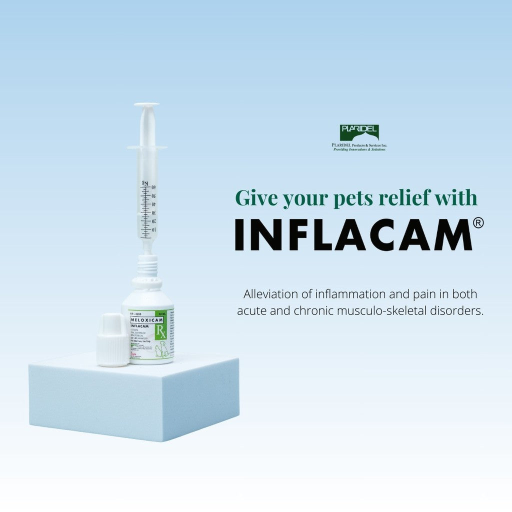 Meloxicam Inflacam Oral Suspension For Pets 10ml